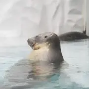 みきたんの画像