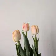 MARUの画像
