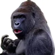 おんないっぴきの画像