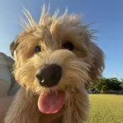 こむこむ