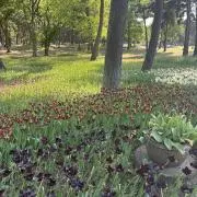 あおの画像