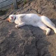 ぱるきゃん　8/8〜16まで発送休みの画像