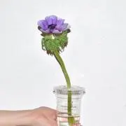 nの画像