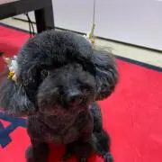 ダイダイ