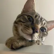 sssssの画像