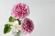 ダリア❁⃘*.゜の画像