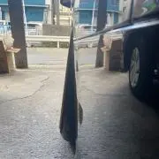 blackの画像