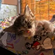 MILKYEの画像