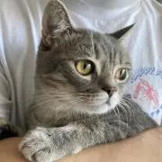 Pの画像
