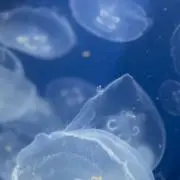 ゆーゆーの画像
