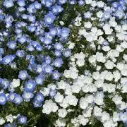 花葉菜の画像