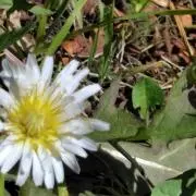 natural70の画像