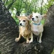 ななももの画像