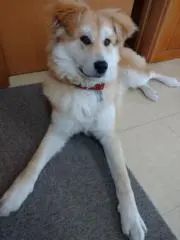 ひらた