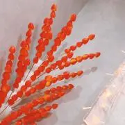 野菜さん