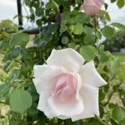 mioの画像