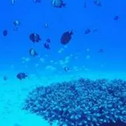 ののっこ