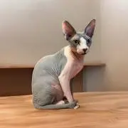 シオンの画像