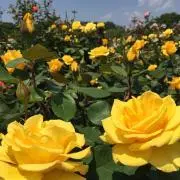 ちゃむ☆プロフ必読の画像