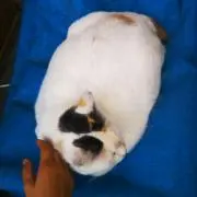 ちー