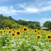 Maasaの画像