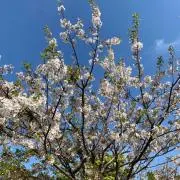 青の画像