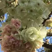 なお