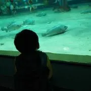 マミちょん