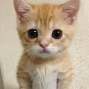Labraの画像