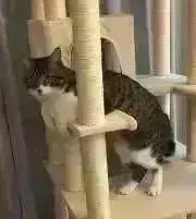 みっきぃの画像