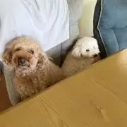 ままちゅんの画像