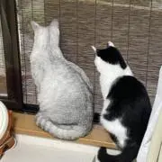 ミル