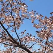 はなの画像