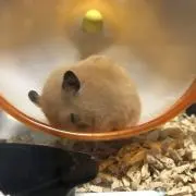 ぐちこの画像