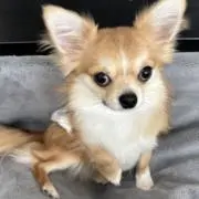ハルちゃんの画像