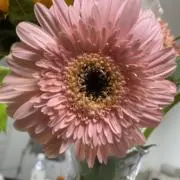 Junの画像