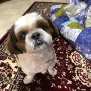 マロン