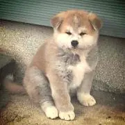 はふはふの画像
