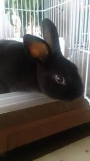 ムギ