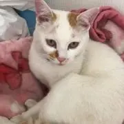 clover^._.^♣︎の画像