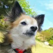 ☆スワロ☆の画像