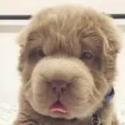 kojiの画像