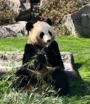 パパンダ