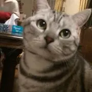 みーの画像