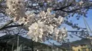 杉浦蓮✿7月から活動頻度減ります。の画像