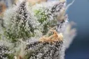 Terpene is Grow