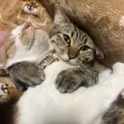 かい