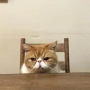⭐️こうめ⭐️の画像