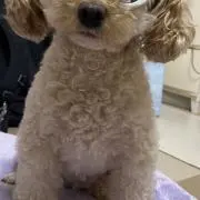るかわの画像
