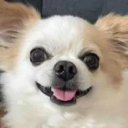 チワワン